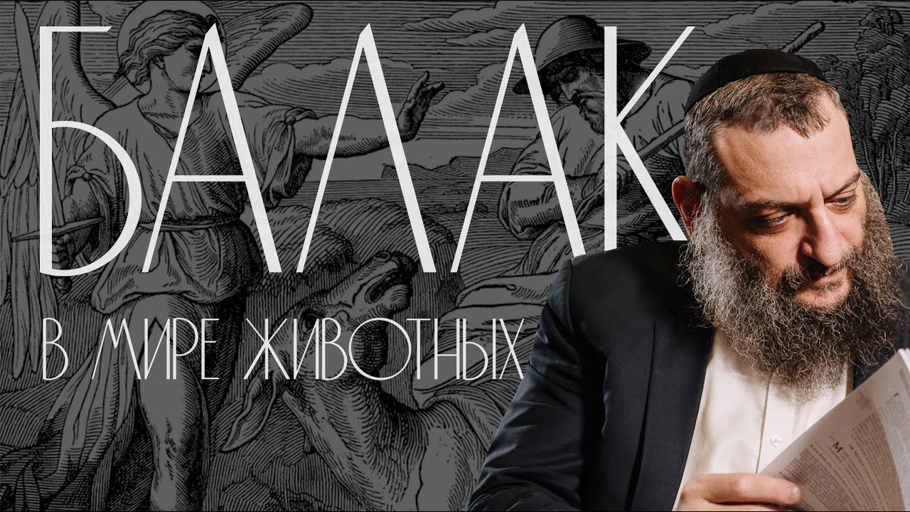 Двар Тора. Балак: В мире животных — Лехаим